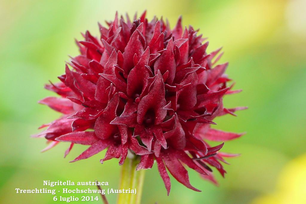 Le Nigritella endemiche delle Alpi austriache  luglio 2014